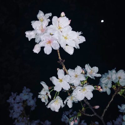 MHiByuui1616's profile picture. 基本表では言えないことを言いたいときにいうアカウント。