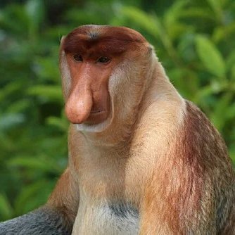 MonosComunican's profile picture. Somos monos.