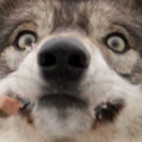 LoneWolfie (@lonewolf_gaming) 's Twitter Profile