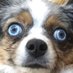 Aussie Shep (@christoalves) Twitter profile photo Aussie Shep (@christoalves) Twitter profile photo