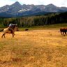 MontanaCowboy8's profile picture. Montana Rancher