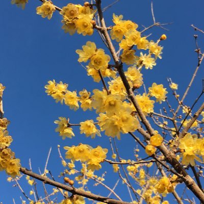 体重50Kg以上の女性は神だと聞いたわたくし(神)が呟く徒然なる日々の雑感。選挙権の行使を続けてウン十年。好物は糖と脂と猫と花。以下スパム避け#天安門事件