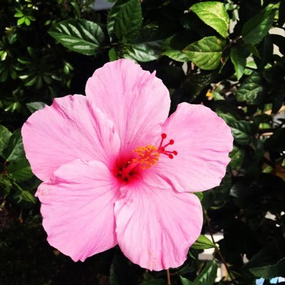 vickizdesigns's profile picture. Artist -love to play with clay vickizdesigns