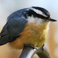 Tobias Neitzel (@qtc_de) 's Twitter Profile