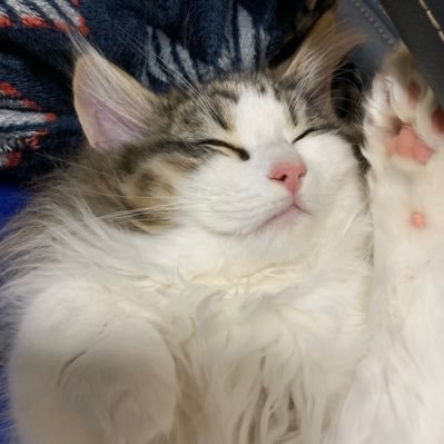 猫うさぎ ゲーム垢 Catrabbit Game Twitter