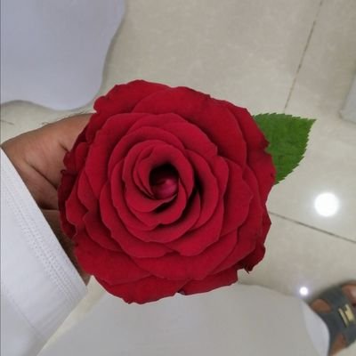 ❤️🌼❤️