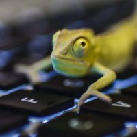 TastenChamaeleon (@kern_und_bluete) 's Twitter Profile