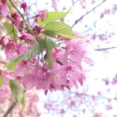 #臺灣中國一邊一國 #臺灣早獨立國際很滿意 #將KMT送回中國 #國民黨要倒 #台灣人 #反共