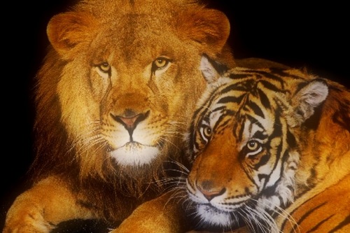 rss1985's profile picture. Freedom, enjoy by life, on the earth for one time