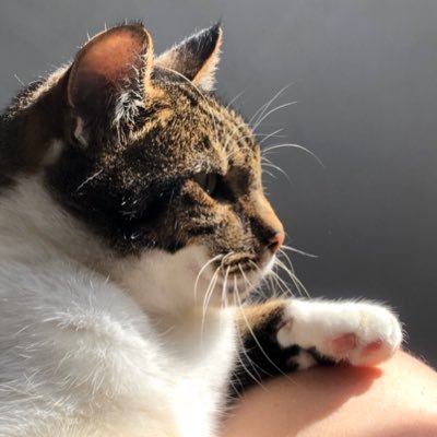 NoodleD40194634's profile picture. Multi part-timer. Art lover. Gousto cheat. SEN Parent. Jew. Zionist. Phone Addict. Mad cat lady. Spurs fan.