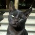 Thinkercat (@thinkercat1) Twitter profile photo Thinkercat (@thinkercat1) Twitter profile photo