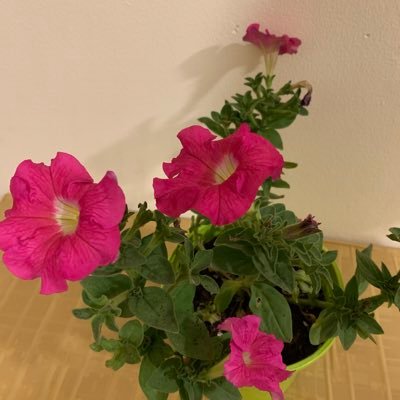 Yehsreh11's profile picture. not a troll. only follows sensible people 🤗 country first!