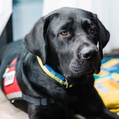 service dog | black lab | life saver | best friend | Rescue & Jessica: A Life-Changing Friendship