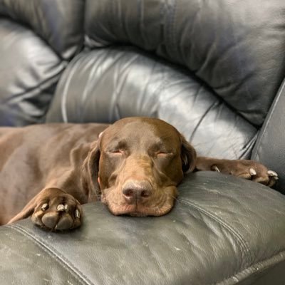 doggblessyouu's profile picture. All you need is love and dogs, and to love dogs.