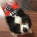 cindy s (@sassycats) Twitter profile photo cindy s (@sassycats) Twitter profile photo