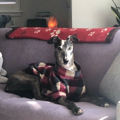 Proud mum of Neo, my beautiful rescue greyhound. She is everything that people are not! Leaf fan. Fitness addict. Silence is louder and stronger than words. 🙊