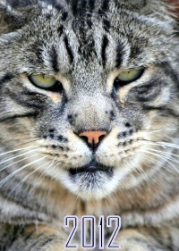 iKirov's profile picture. 