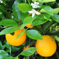 FL Citrus Mutual (@flcitrusmutual) 's Twitter Profile