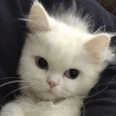 кокоさんのプロフィール画像