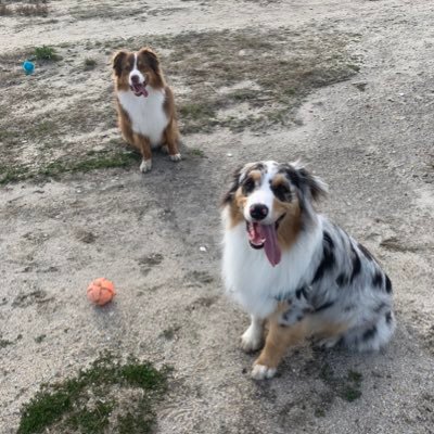 Hi we are Gizmo (Red-Tri) and Bandit (Blue-Merle) Aussie brothers. We love each other. Follow our day to day actions with each other and our Humans.