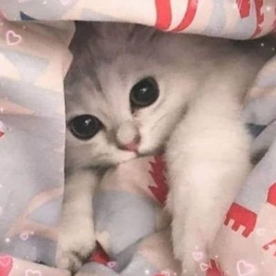 vzroslaiamary's profile picture. Вытри слёзы ведь волки не плачут 

не к лицу им притворяться людьми