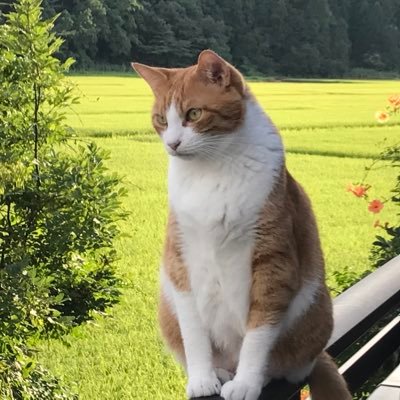 egmoth1's profile picture. 仕事用時短ツール「しごたん」を開発しています。
PC作業に使えるツールの詰め合わせとなります