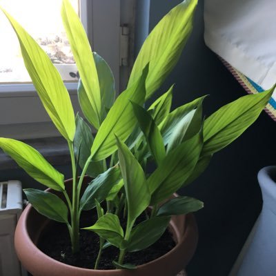 halise_ergun's profile picture. 