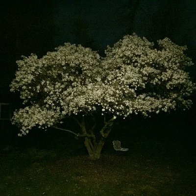 yukisch's profile picture. 