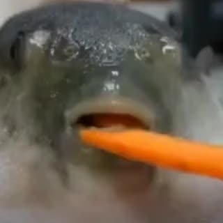 Pauwunt's profile picture. ¿Vols dir?