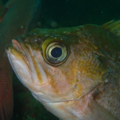 Fisheries Oceanography and Population Dynamics Lab led by @j_wilson_white @osu-fw. A @PiscoScience lab in the Coastal OR Marine Experiment Station, @HatfieldMSC