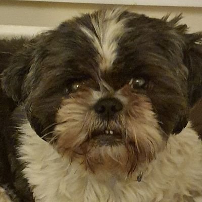 MissWednesday11's profile picture. six years young pet human looks after me and I'm queen of the house 👸👑 #queen #shihtzu parts of the #ZSHQ
