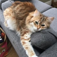 Claire Hayward (@clairehayward00) 's Twitter Profile