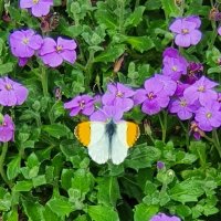 Pauline Phillips (@flipty123) 's Twitter Profile