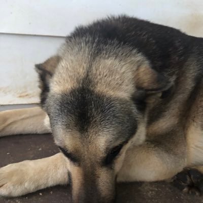 CraceSara's profile picture. 5th Grade ELA Teacher, Animal Lover, Reader, Winterboro High School Go Bulldogs!! (Twitter posts are my own not endorsements of @tcboe