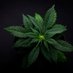 CULTIVAR (@cultivaroregon) Twitter profile photo CULTIVAR (@cultivaroregon) Twitter profile photo