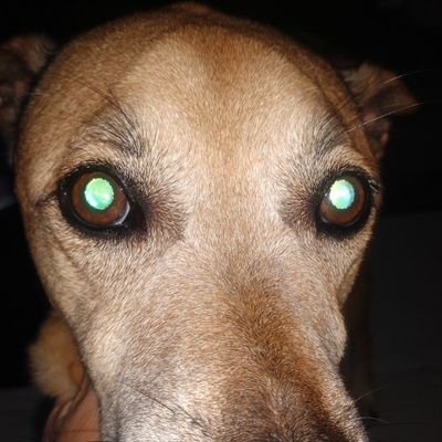 huclatwins's profile picture. 