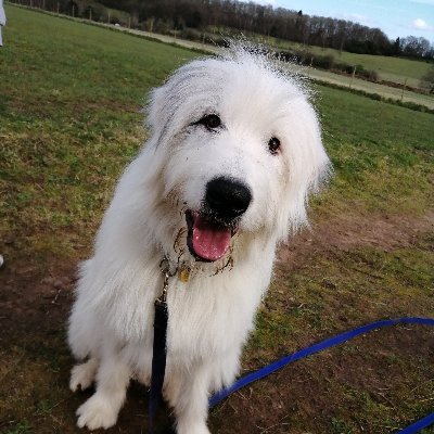 High Hopes Dog Rescue Highhopesrescue Twitter High Hopes Dog Rescue Highhopesrescue Twitter