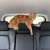 BJ the Ginger Cat (@bj_ginger) Twitter profile photo BJ the Ginger Cat (@bj_ginger) Twitter profile photo