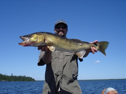 Budd's Gunisao Lake Lodge has the best trophy walleye fishing in the world!  Gunisao Lake doubles the number of trophy walleyes than any other lake in Manitoba.