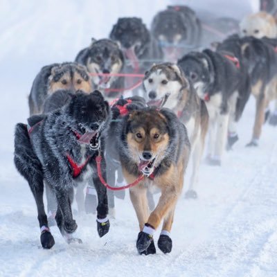 The Willow Dog Mushers Association’s official Twitter account for the Willow 300 Sled Dog Race. Header and profile picture by Cheryl and Charlie Ess