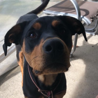 goldassasan1's profile picture. I'm single fit,funny,strong and I love games dogs along with music the thing I love most is family and friends peace out my psn is goldassasin1