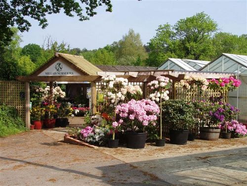 Rhododendron & Azalea specialists, the largest growers in S.England. Mail order UK and Europe. Rare & widest selection in the UK. Plant Centre near Farnham.