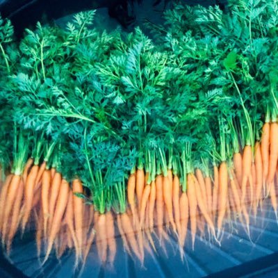 ForkInTheRowed's profile picture. Our 2020 Vouchers are now available! Small scale produce farm employing sustainable organic practices in #YQL