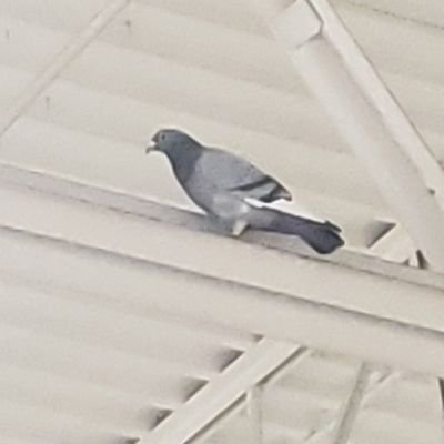 Delta_Biology's profile picture. I will become THE fisher man