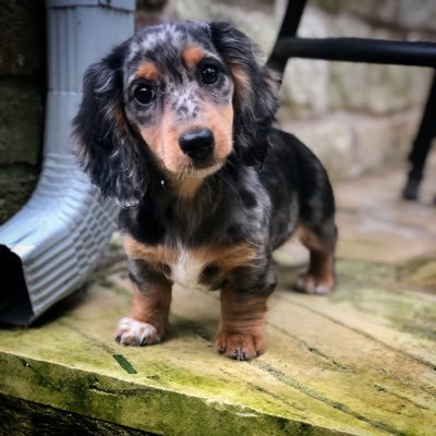 bprince1731's profile picture. South Austin mom of a preschooler making it through the quarantine one day at a time. Former SPED teacher now SAHM with a crazy mini Dachshund puppy.