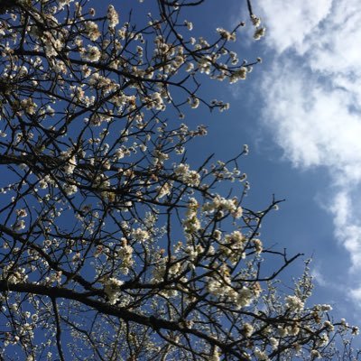 JijiBad's profile picture. Maître Jiji - Let’s play