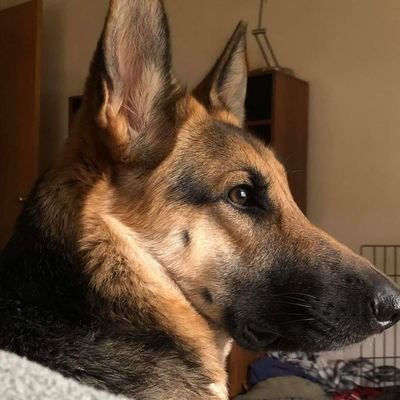 Steelma20069954's profile picture. 