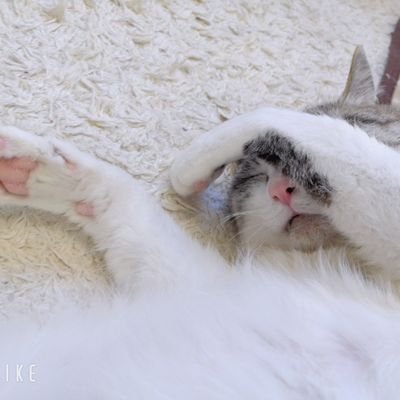 からあげさんのプロフィール画像
