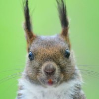 リスやん (@risuyan9) Twitter profile photo