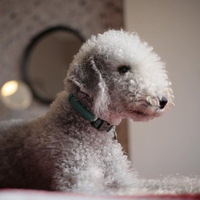 A Bedlington Terrier with all his brains in his face and a list for life and an unholy love of chicken thighs. 🍗🍗